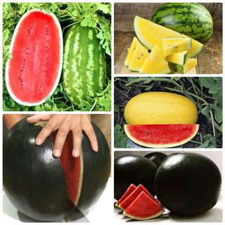 Combo 5 gói hạt giống dưa hấu dễ trồng – tặng 1 kích mầm hạt
