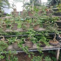 Cần thăng bonsai