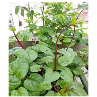 Hạt giống mồng tơi đỏ