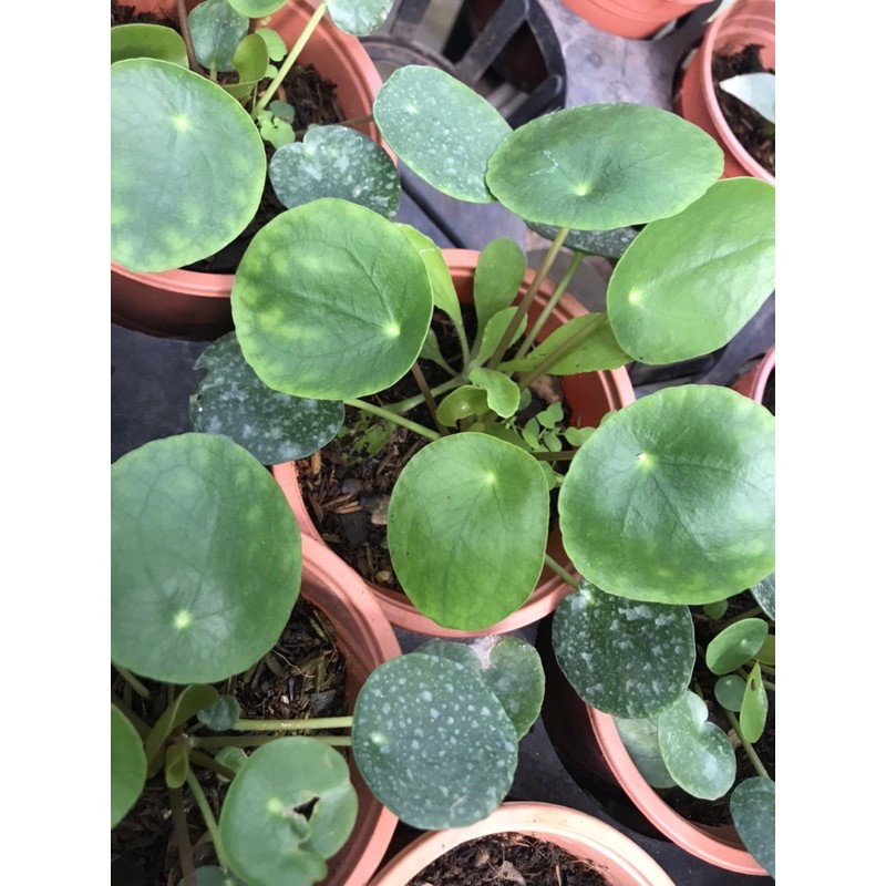 Cây cỏ gương nhỏ - Pilea Peperomiodies