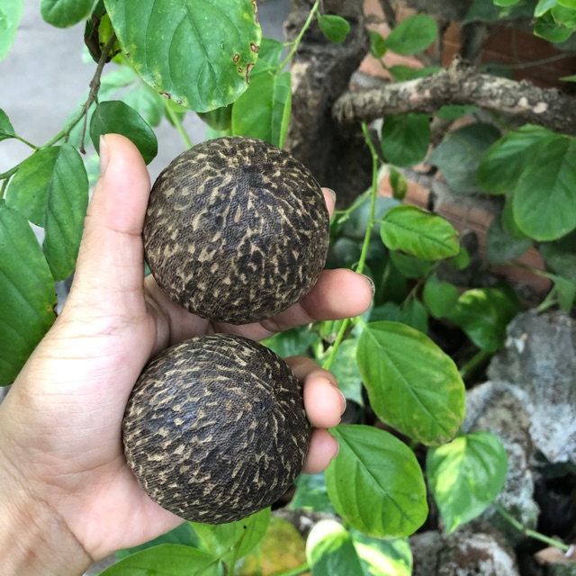 Bi LĂN TAY TRÂM HƯƠNG