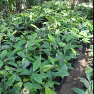 Cây giống măng cụt
