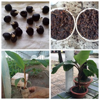 cây chuối đỏ