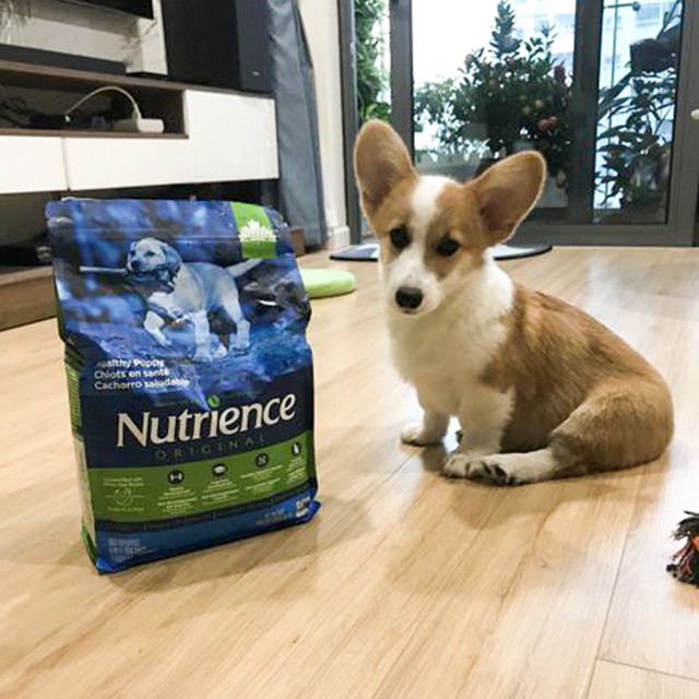 [Nhập Khẩu Canda] Thức Ăn Cho Chó Con Nutrience Original Bao 2,5kg Phát Triển Trí Não, Dầu Cá Hồi Giúp Da Lông Bóng Mượt