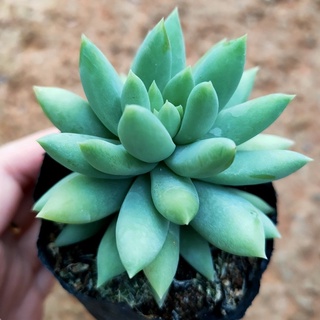Sen đá bầu đen MINI SIÊU CUTE - Vườn ĐÀ LẠT