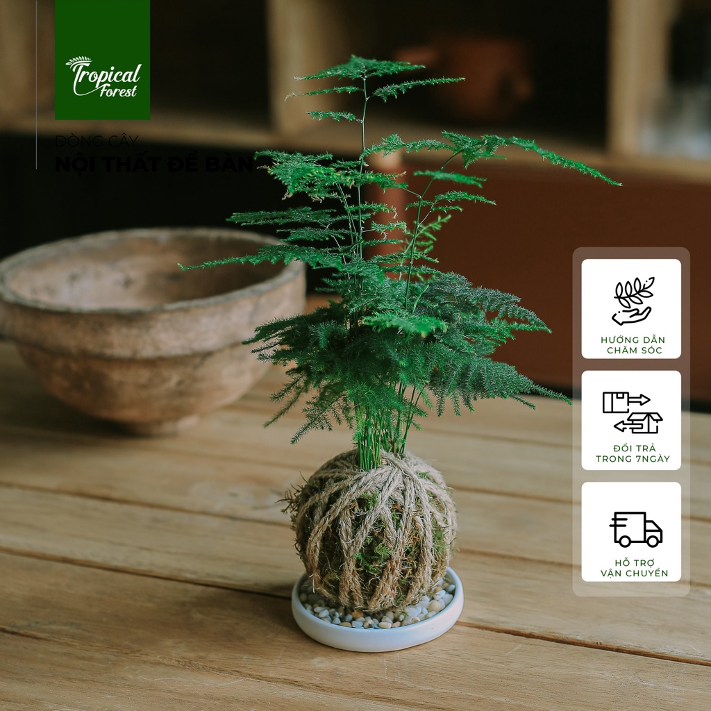 Chậu cây KOKEDAMA nhiệt đới TROPICAL FOREST