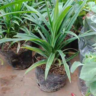 Cây lá dứa nếp