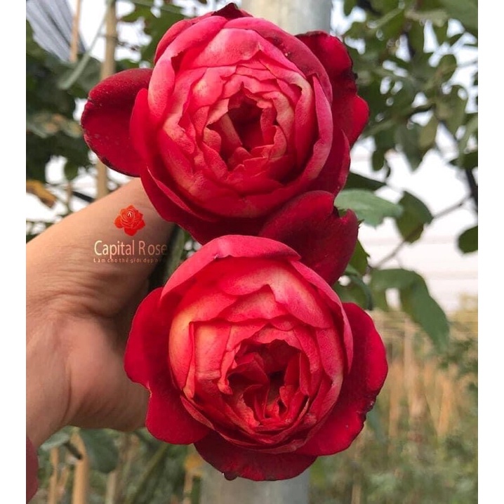 Hoa hồng ngoại Docteurs Massad Rose  - hoa to
