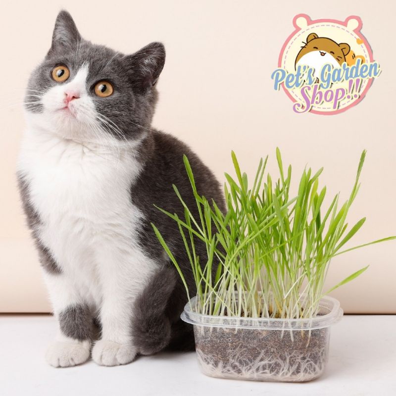 Hạt giống trồng cỏ lúa mì - Thức ăn cho mèo, hamster, thỏ...