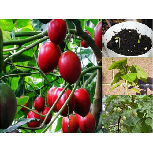 10h Hạt Giống Cà Chua Thân Gỗ Tamarillo Đỏ Nảy Mầm >80 % Cao (Cyphomandra betacea) -  Rau củ quả trồng tại vườn, sân thư