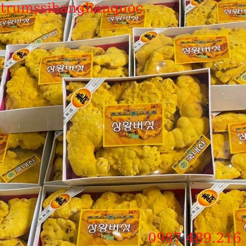 [ CHÍNH HÃNG ] Nấm Thượng Hoàng 365 Cao Cấp Hàn Quốc, Hộp 500Gr
