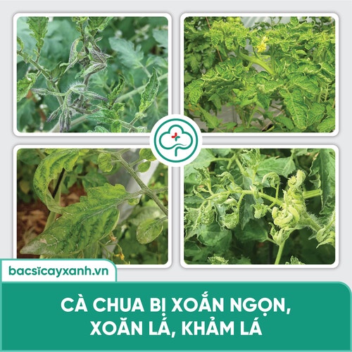Chế phẩm phòng trị xoăn ngọn, xoăn lá, khảm lá, sượng trái, An toàn sức khoẻ BS05 Movir 250ml NSX Bacsicayxanh