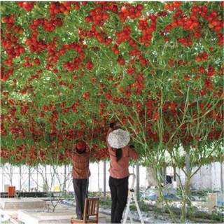 Đặc biệt Hạt giống cà chua bạch tuột chất lượng