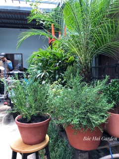 Chậu hương thảo đất nung size đại- Cây gia vị Âu ướp nướng, làm bánh