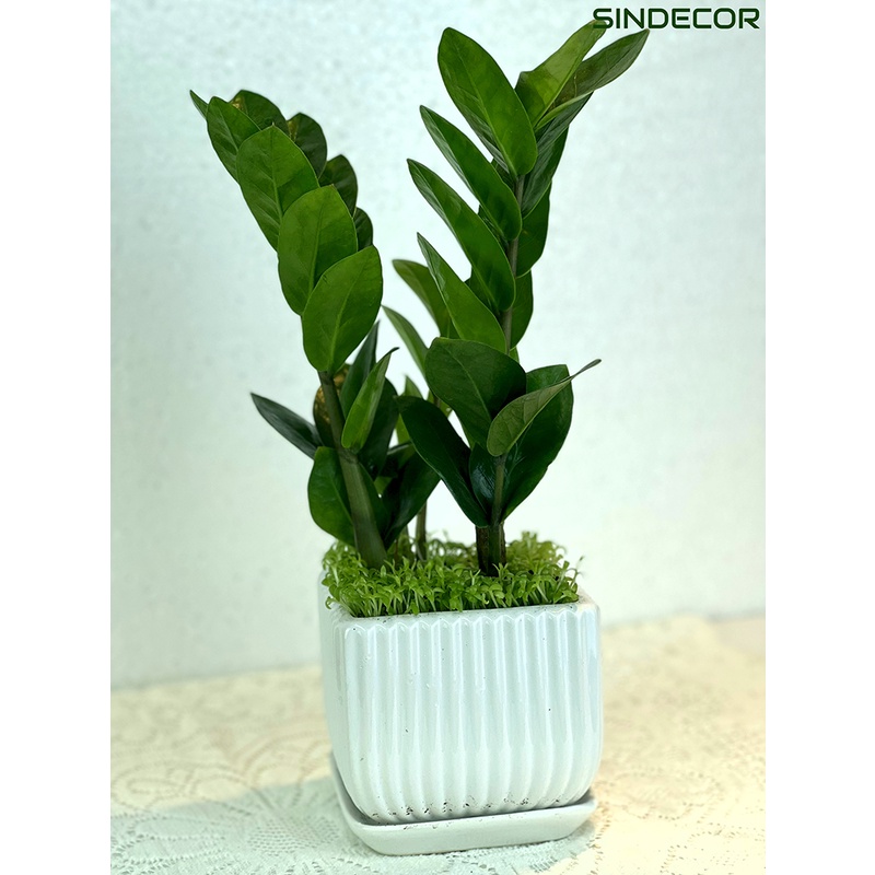 Cây kim tiền - kim phát tài để bàn kèm chậu gốm tráng men, giao hoả tốc HCM - Sindecor