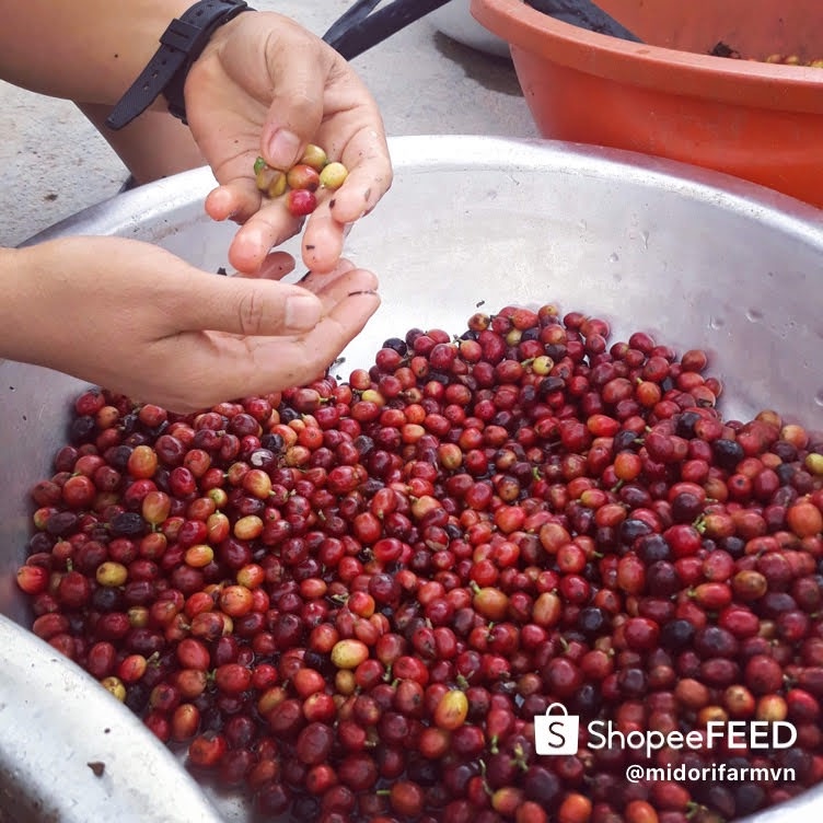 Cà phê sạch Blend 30% Arabica vườn nhà Midori Farm 500g, túi nhôm sang trọng | BigBuy360 - bigbuy360.vn