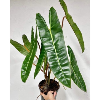 Cây hồng hạc chân cam -philodendron billietiae, cây size lớn