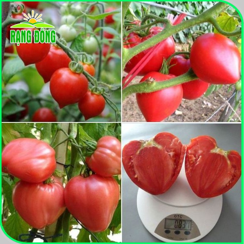 Hạt giống Cà Chua Trái Tim Đỏ, cơm dày, ngọt, thơm, trồng quanh năm (gói 0,1 gr) - Hạt giống Rạng Đông