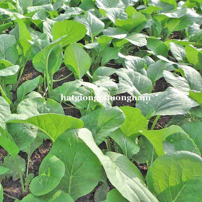 1KG - HẠT GIỐNG CẢI NGỌT