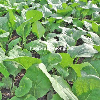 1 Kg - Hạt Giống  Cải Ngọt Phương Nam