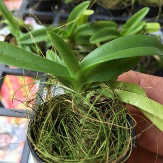 Ngọc điểm cây giống