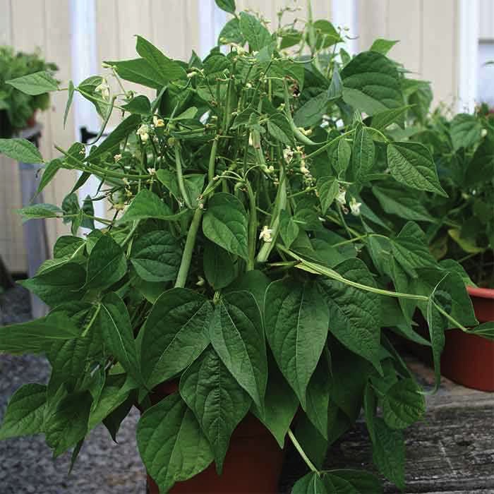 Gói 50 gram hạt giống đậu cove lùn xanh - tỷ lệ mầm 95%