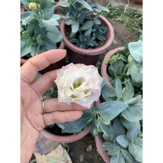 cát tường chậu các màu