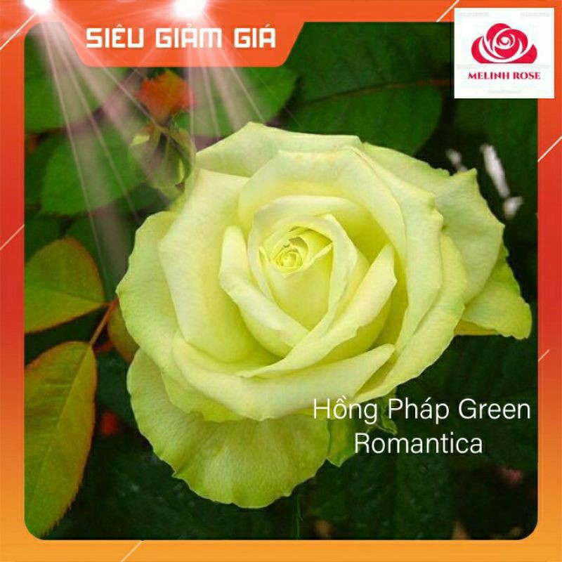 Hoa hồng Pháp Green Romantica [Hương thơm quyến rũ lòng người]Cây hoa hồng Pháp Green Romantica