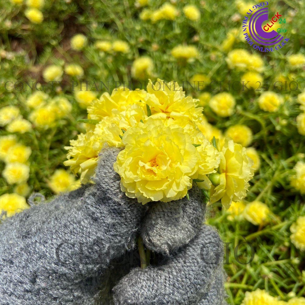 Hoa Mười Giờ Thái Kép MÀU VÀNG Chanh Xả Cành Tơ Siêu Khỏe Ra Rễ Sau 3 Ngày  0817774747