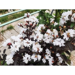 Cây 🌲 Tường vi huyết long (bạch long)