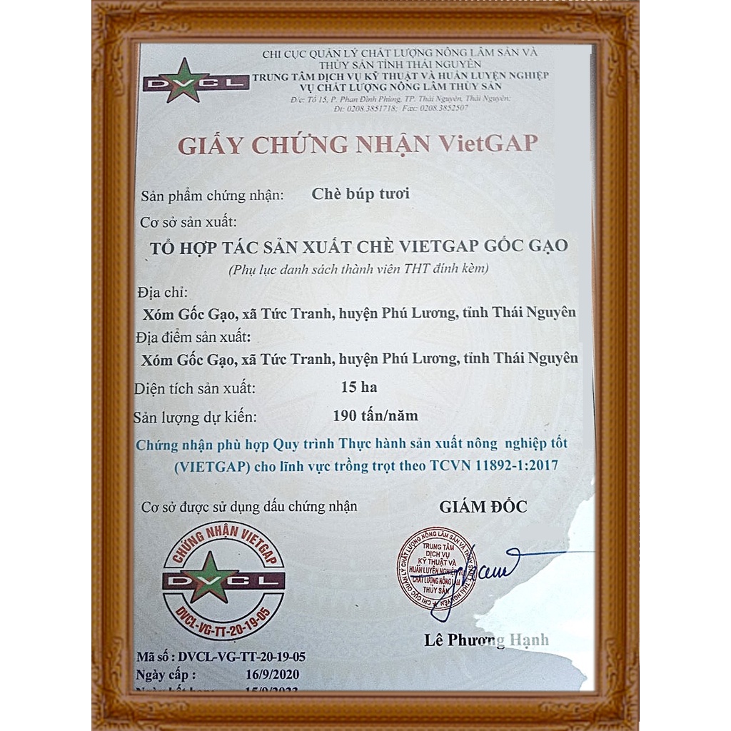 Trà xanh Thái Nguyên chia ấm nhỏ tiện lợi - Đặc sản trà Bắc | BigBuy360 - bigbuy360.vn