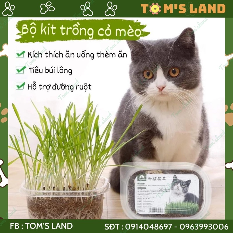 Kit Cỏ Mèo Tươi Tự Trồng Tiện Dụng