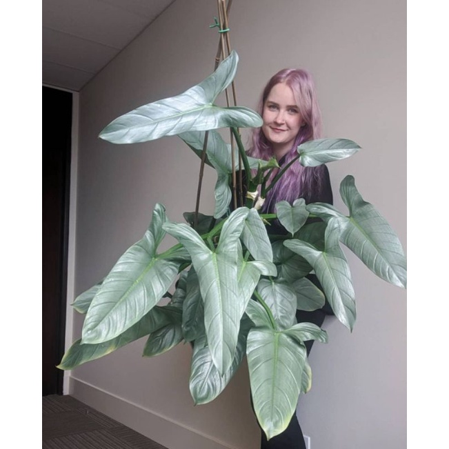 Kiếm Bạc, trầu bà, philodendron hastatum.