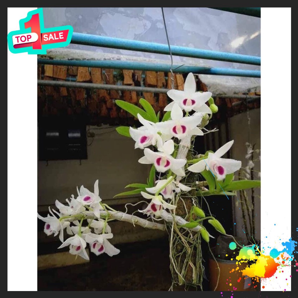 🍀BAO CHẤT🍀Hoa Lan Trầm hoa Tết (1 khóm)