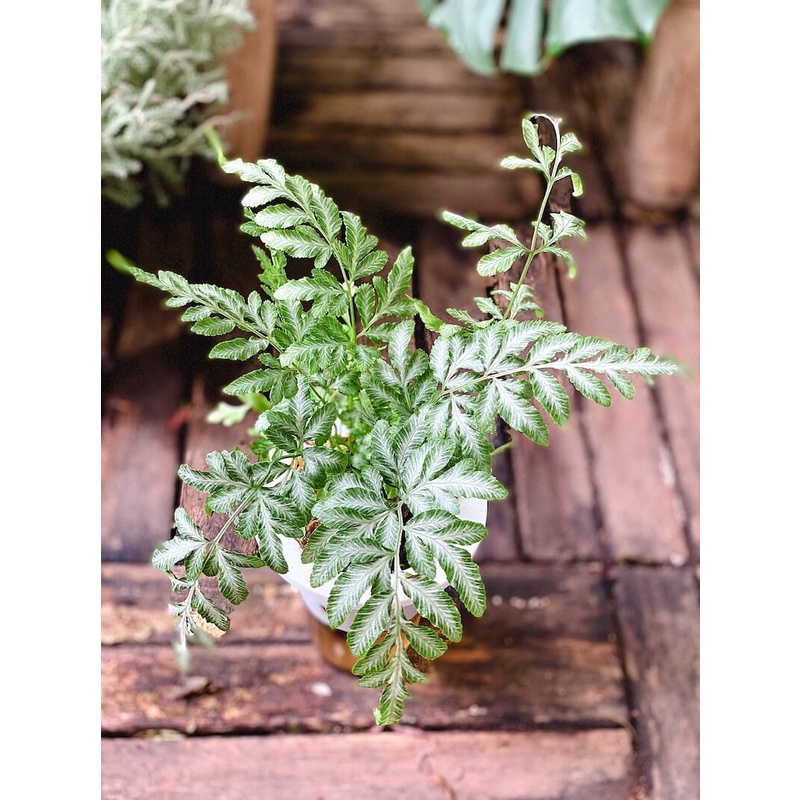 Cây Pteris ensiformis Victoriae (Cây Dương Xỉ Victoria) chậu thuỷ sinh 2 lớp