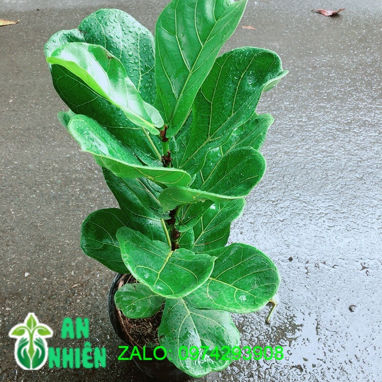 Cây Bàng Singapore Cao 55cm