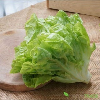 10g hạt giống xà lách dún vàng cao sản