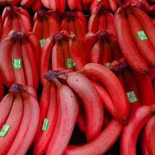 Chuối đỏ, cây giống gửi đi nguyên bầu