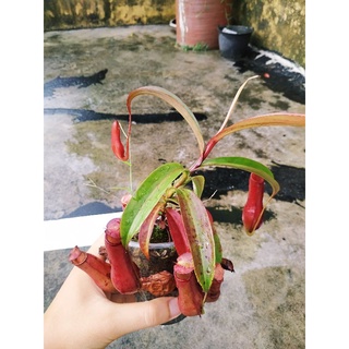 nắp ấm mira x gra size trung