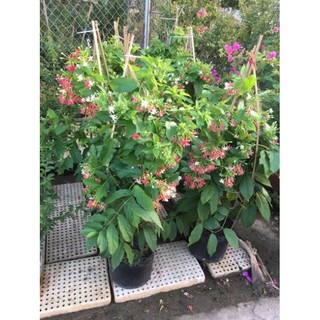 Cây hoa sử quân tử giống 30cm