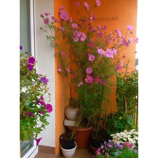 Hạt giống hoa Sao Nhái Hồng. Giống sinh trưởng tốt, cho nhiều hoa, ít sâu bệnh. nhập khẩu-  chuyên dụng.