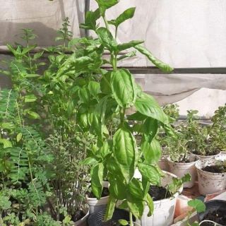 Cây  Húng Tây Sweet Basil