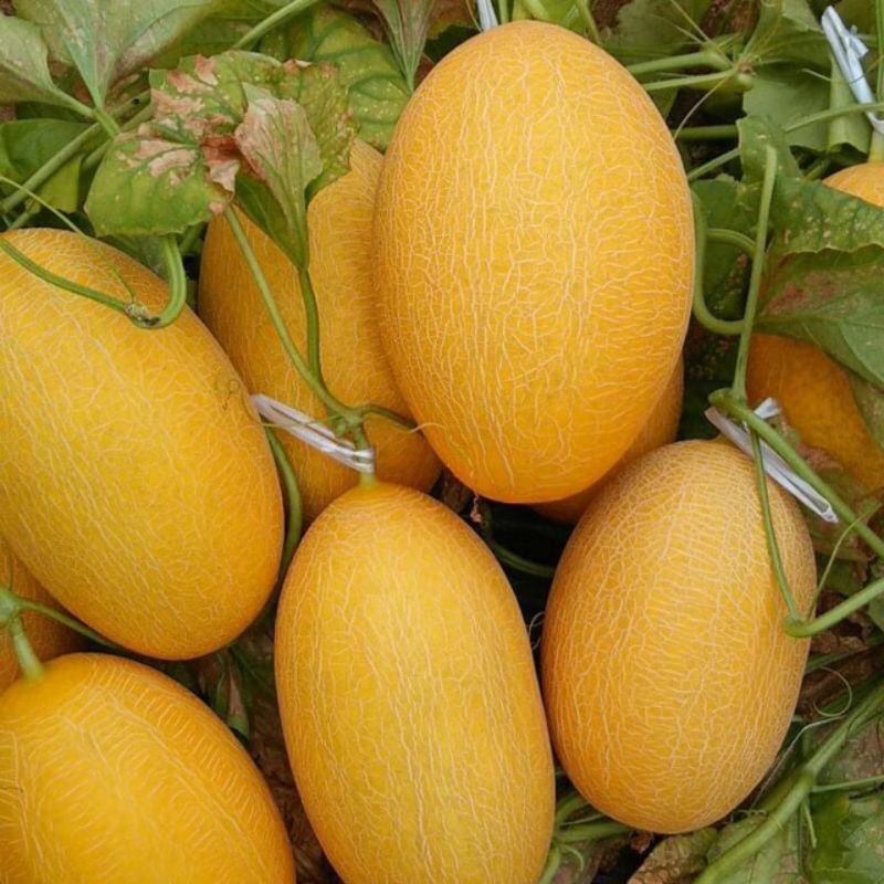 hạt giống dưa lưới HAMI võ vàng F1 siêu quả , năng suất cao