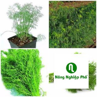 Gói 5gr hạt giống rau thì là bốn mùa phunong
