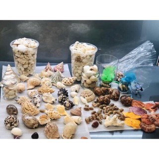 5KG VỎ ỐC CÁC LOẠI