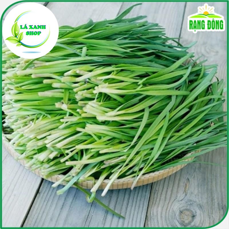 Hạt giống Hẹ Lá Trồng Quanh Năm, Sinh Trưởng Tốt (gói 1 gram) - Hạt Giống Rạng Đông