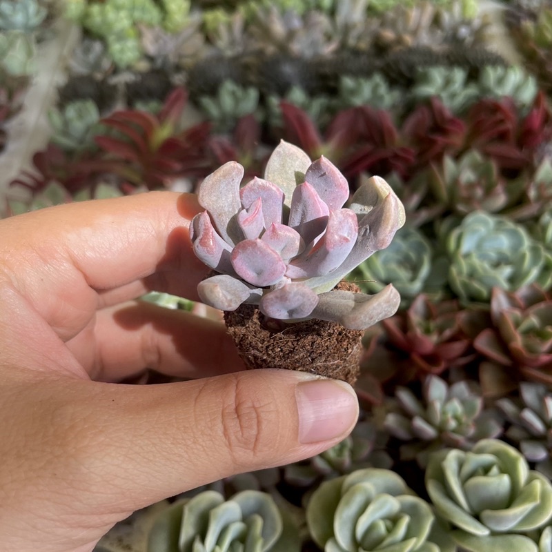 Sen Đá Cúc Ống Điếu Mini ( 3cm )