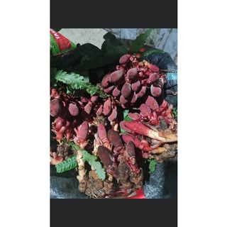 Nấm Ngọc cẩu tươi