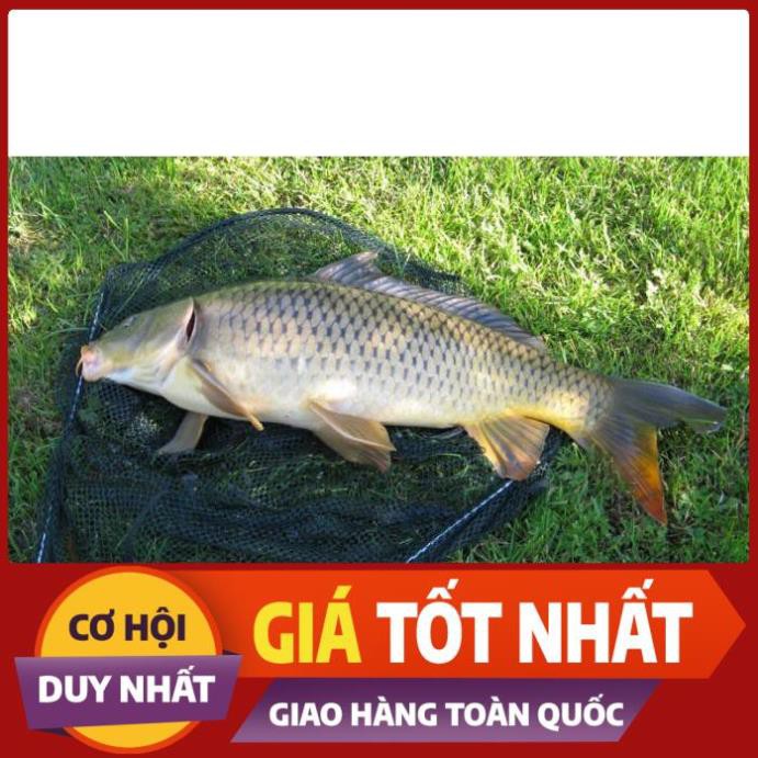 [ Xả Nhanh] Mồi câu cá tổng hợp cá nheo, cá lăng, cá chim,cá chép 500gam
