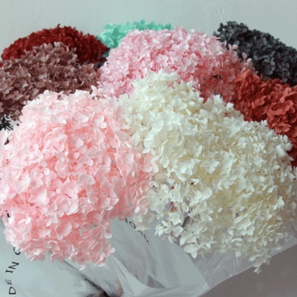 Hoa khô Cẩm Tú Cầu nhiều màu sắc, bông to nhiều hoa trang trí decor, phụ kiện chụp ảnh